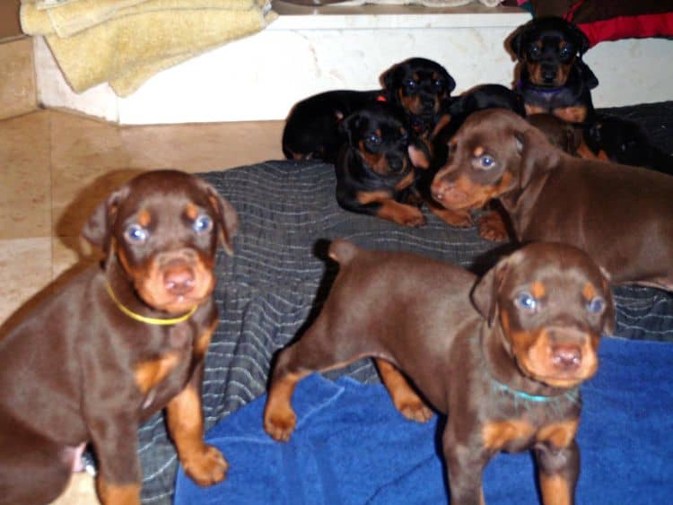 4 Week old doberman pups, red and rust, black and rust