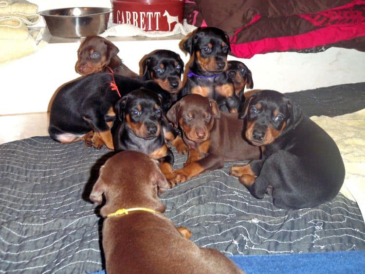 4 Week old doberman pups, red and rust, black and rust