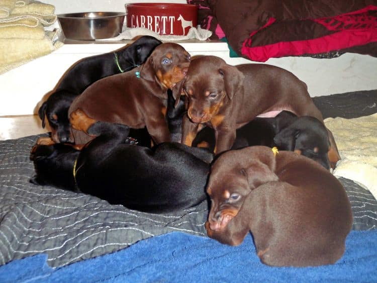 4 Week old doberman pups, red and rust, black and rust