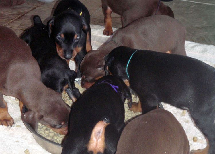 Black and rust male doberman puppy