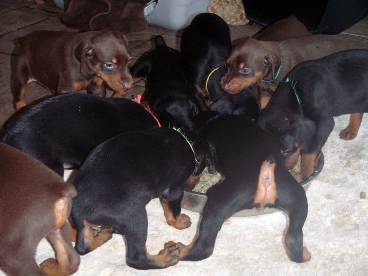 4 Week old doberman pups, red and rust, black and rust