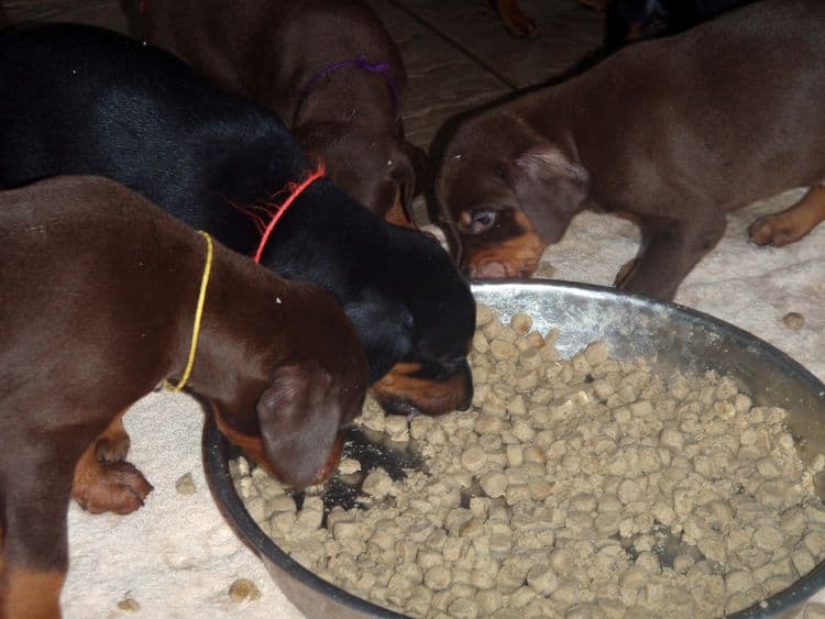 4 Week old doberman pups, red and rust, black and rust