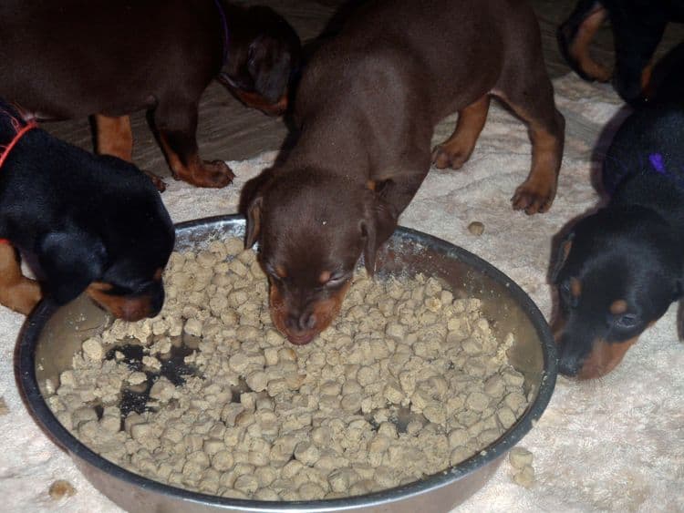 4 Week old doberman pups, red and rust, black and rust