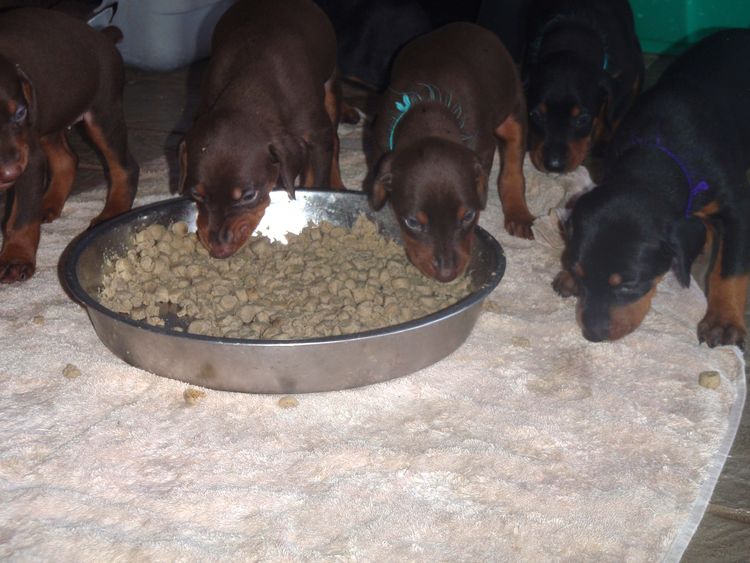 4 Week old doberman pups, red and rust, black and rust