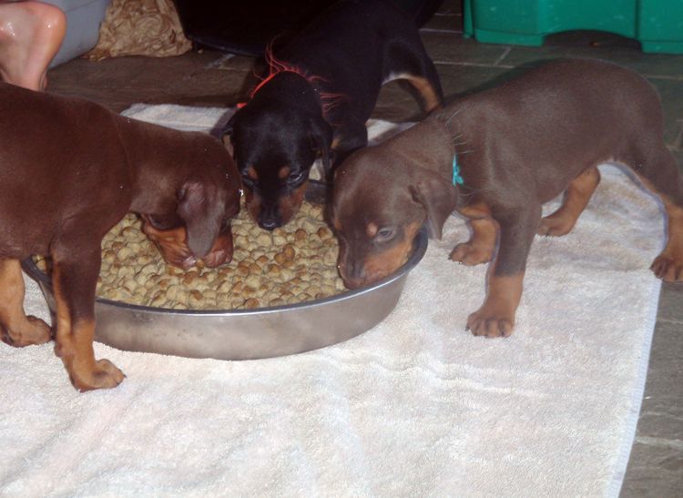 Red and rust male doberman puppy