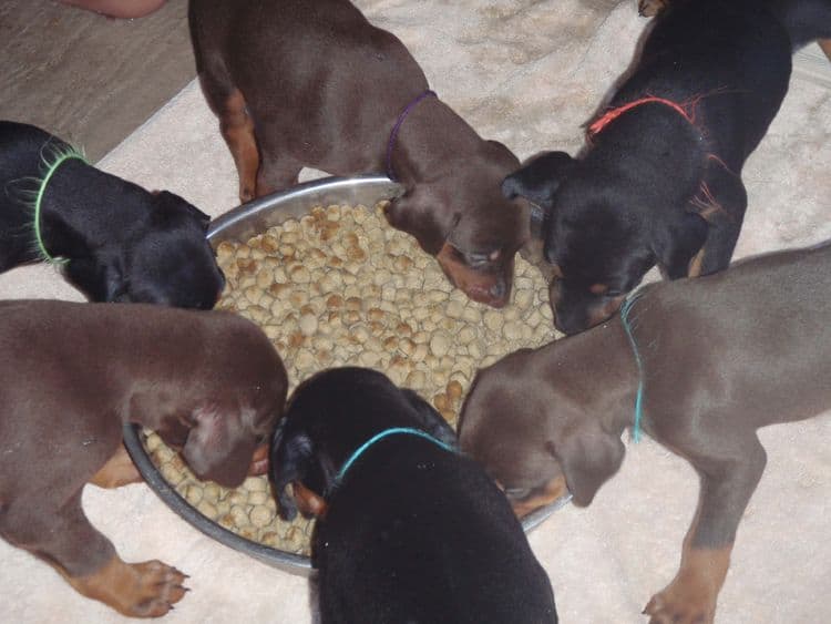 4 Week old doberman pups, red and rust, black and rust