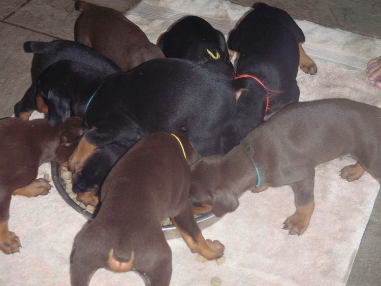 4 Week old doberman pups, red and rust, black and rust