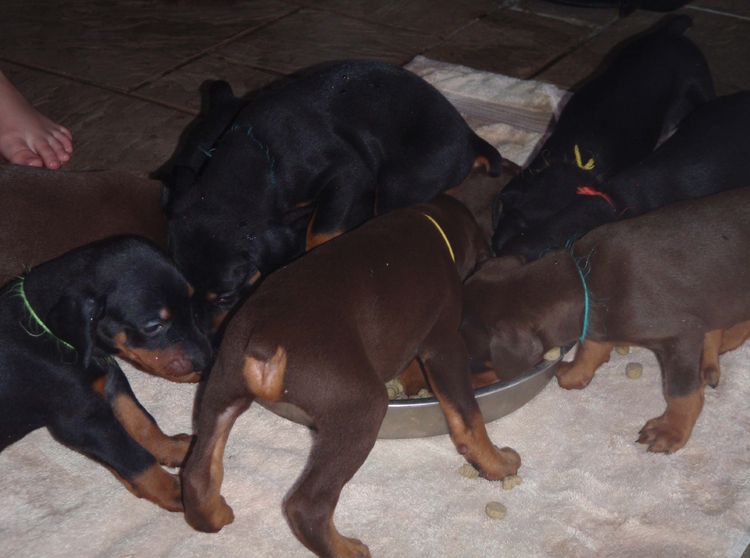 4 Week old doberman pups, red and rust, black and rust