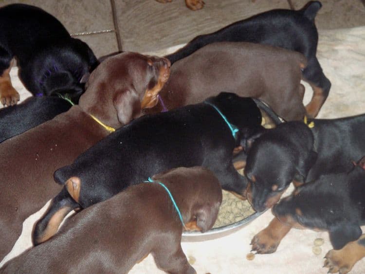 4 Week old doberman pups, red and rust, black and rust