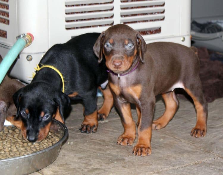 black and rust dobie puppies; red and rust dobe pups