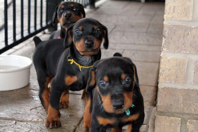 Black and rust male doberman puppy