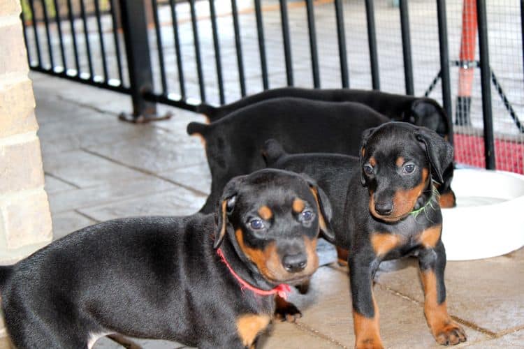 Black and rust female doberman puppy