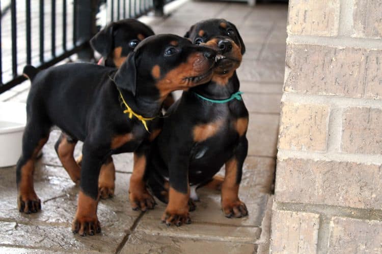 black and rust dobie puppies; red and rust dobe pups