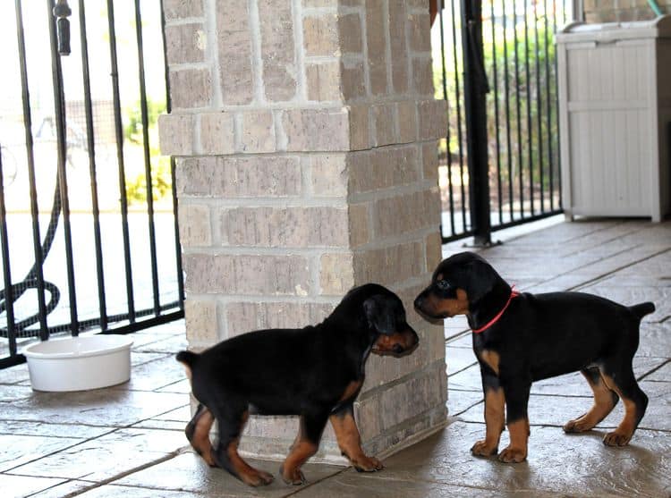 black and rust dobie puppies; red and rust dobe pups