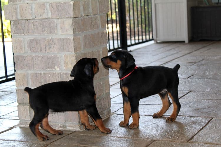 Black and rust female doberman puppy