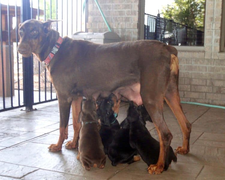 black and rust dobie puppies; red and rust dobe pups