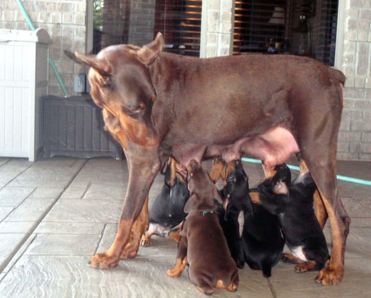 Red and rust male doberman puppy