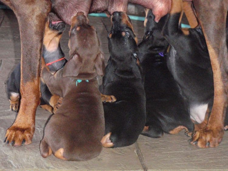 black and rust dobie puppies; red and rust dobe pups