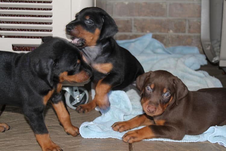 black and rust dobie puppies; red and rust dobe pups