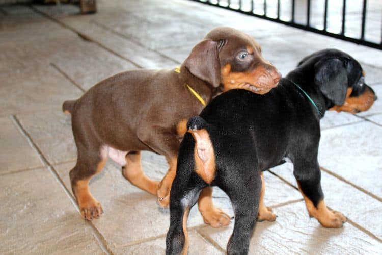 black and rust dobie puppies; red and rust dobe pups