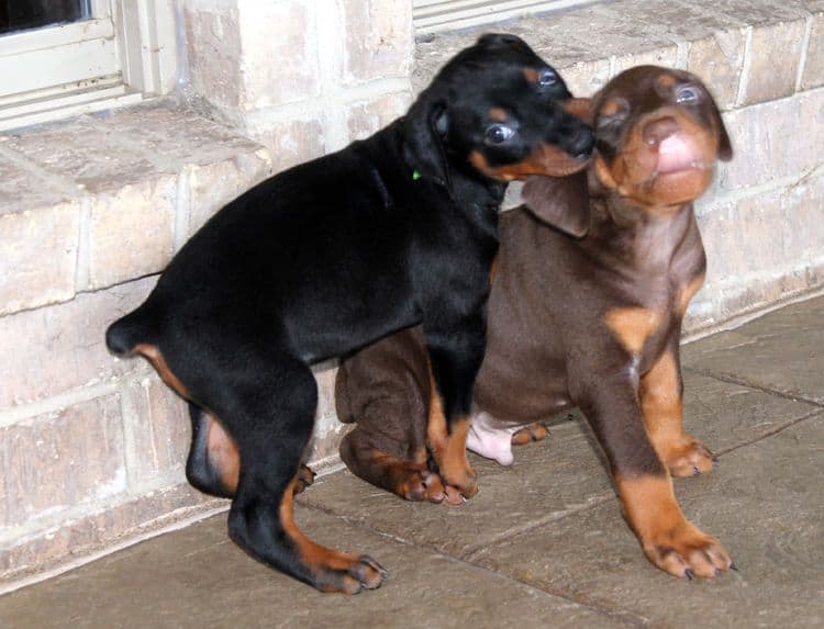 black and rust dobie puppies; red and rust dobe pups