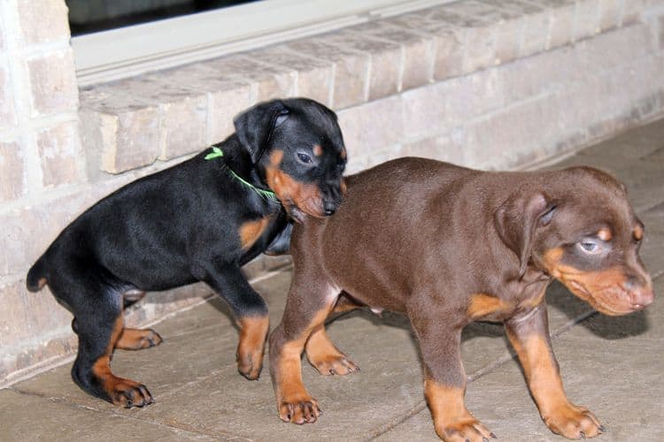 black and rust dobie puppies; red and rust dobe pups