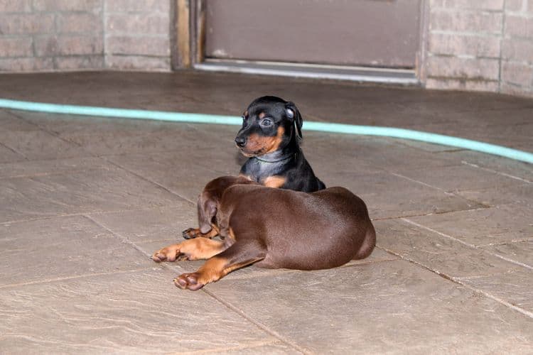 black and rust dobie puppies; red and rust dobe pups