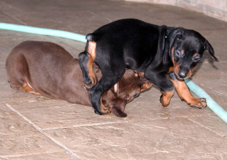 black and rust dobie puppies; red and rust dobe pups