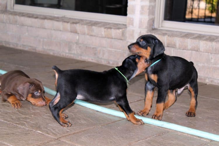 black and rust dobie puppies; red and rust dobe pups