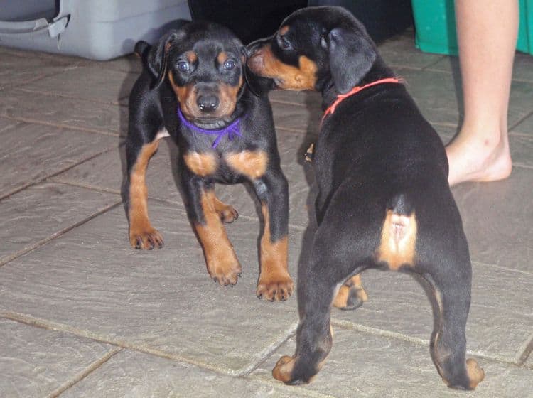 Black and rust female doberman puppy