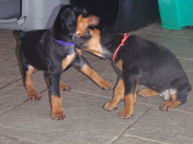 Black and rust female doberman puppy