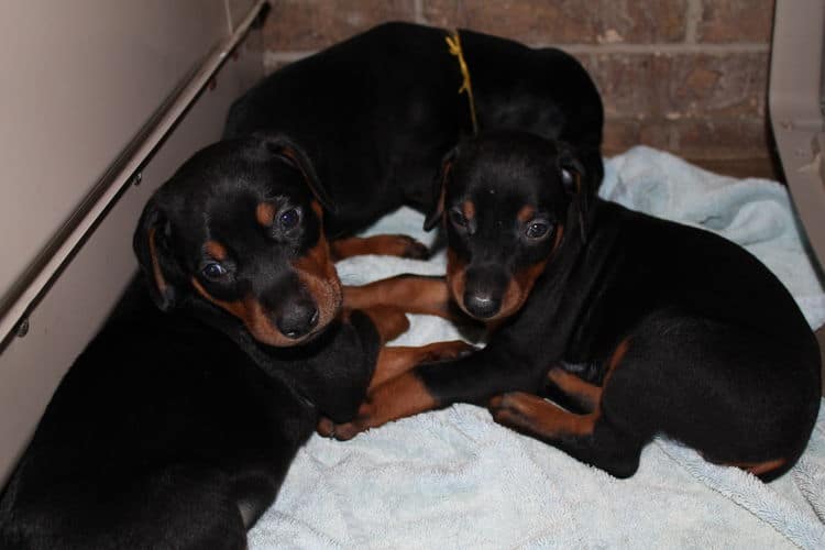 black and rust dobie puppies; red and rust dobe pups