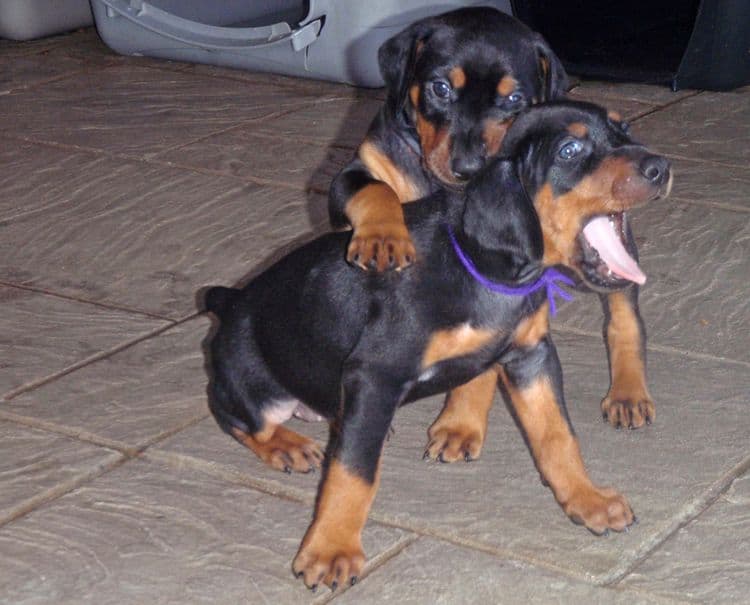 black and rust dobie puppies; red and rust dobe pups