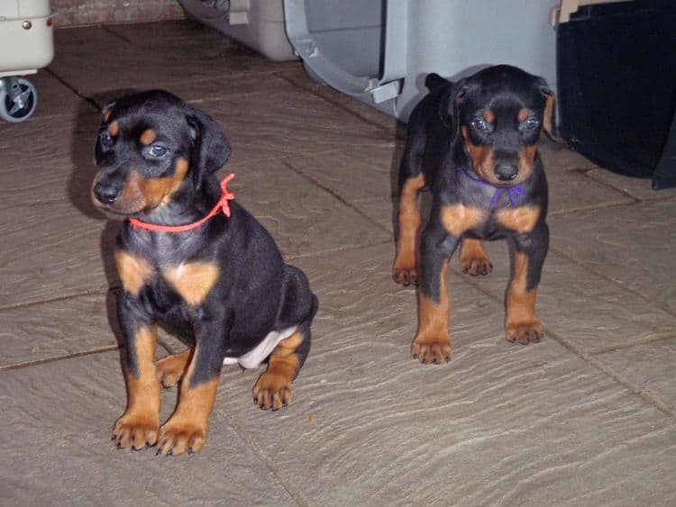 black and rust dobie puppies; red and rust dobe pups