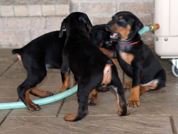 black and rust dobie puppies; red and rust dobe pups