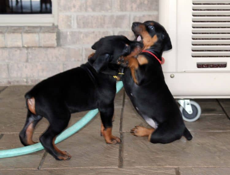 Black and rust female doberman puppy