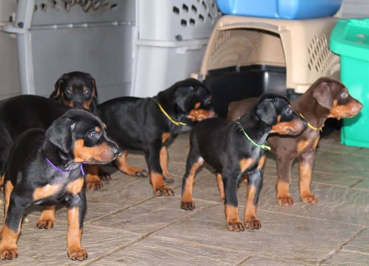 black and rust dobie puppies; red and rust dobe pups