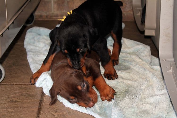 black and rust dobie puppies; red and rust dobe pups