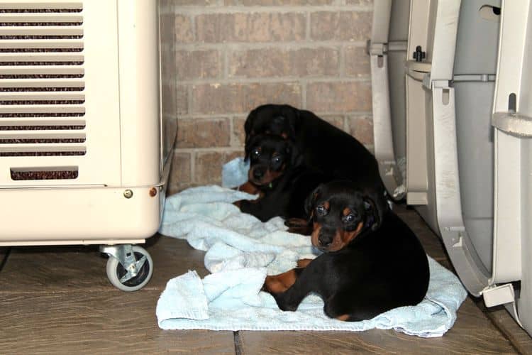 black and rust dobie puppies; red and rust dobe pups