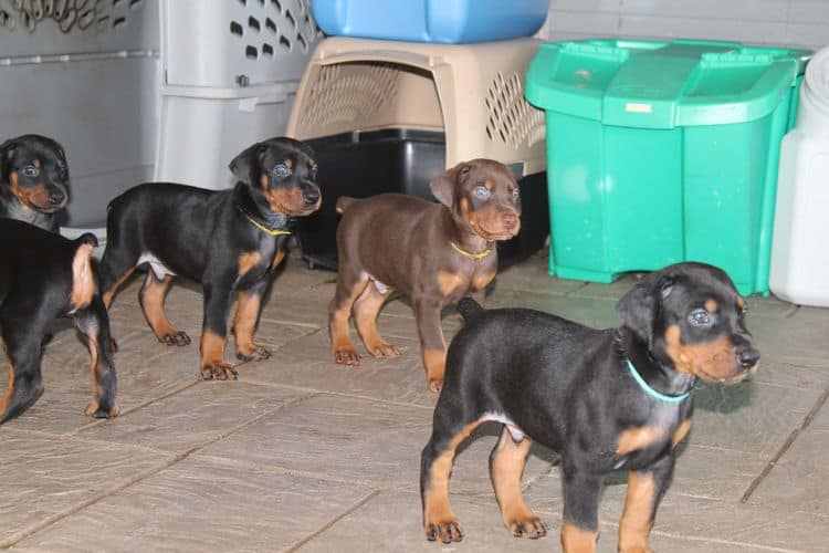 Black and rust male doberman puppy