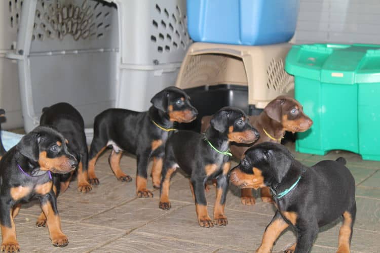 black and rust dobie puppies; red and rust dobe pups