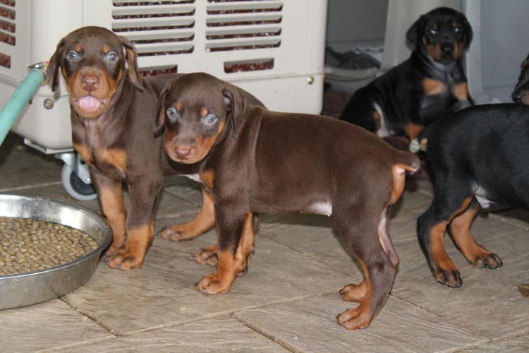 black and rust dobie puppies; red and rust dobe pups