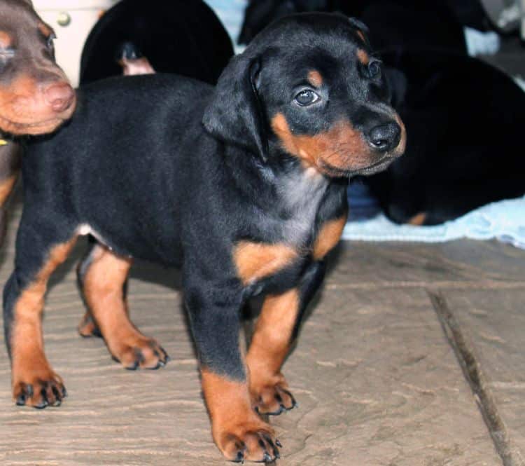 Black and rust female doberman puppy