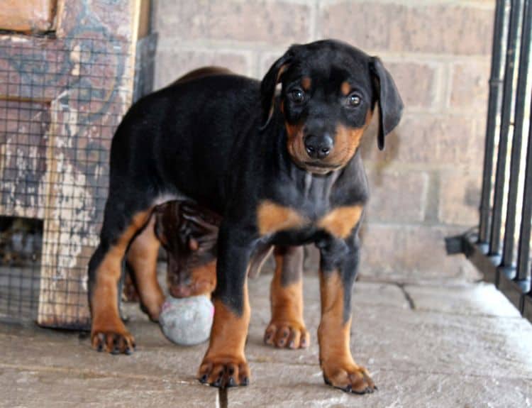 red and rust, black and rust dobermann pinscher puppies