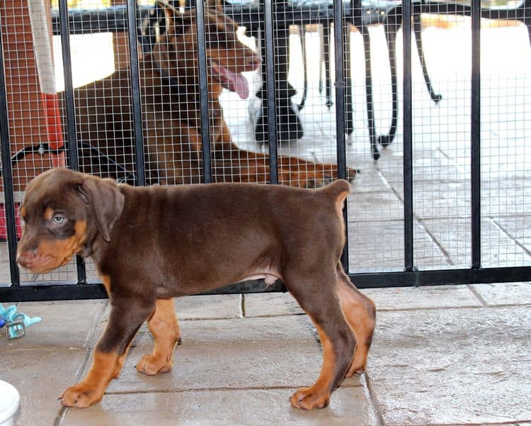 red and rust, black and rust dobermann pinscher puppies