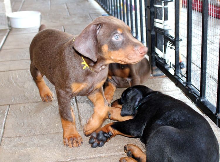 red and rust, black and rust dobermann pinscher puppies