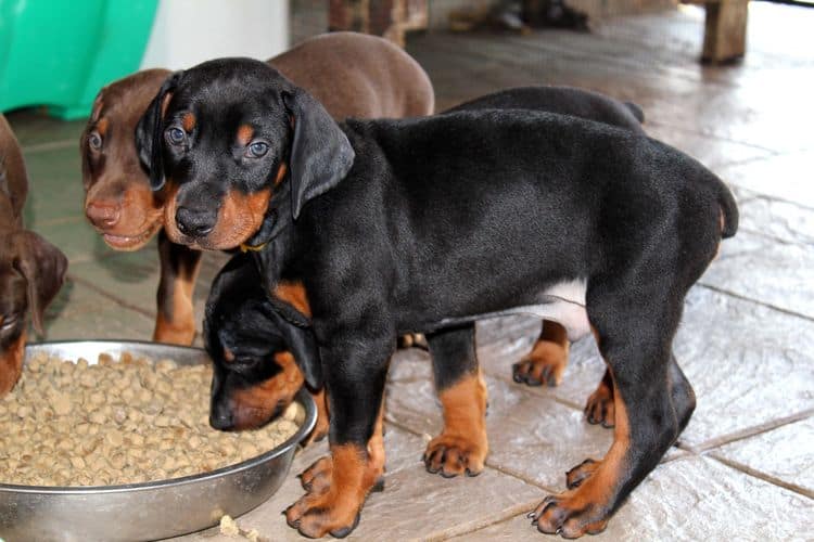 red and rust, black and rust dobermann pinscher puppies