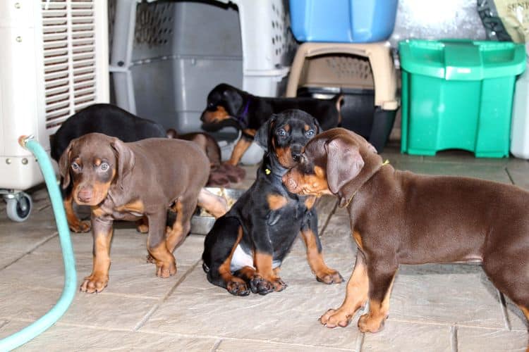 red and rust, black and rust dobermann pinscher puppies