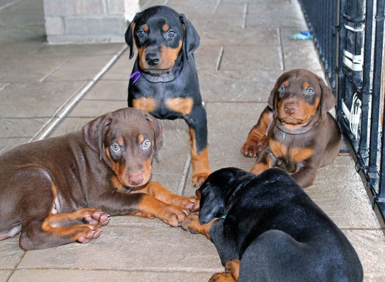 red and rust, black and rust dobermann pinscher puppies