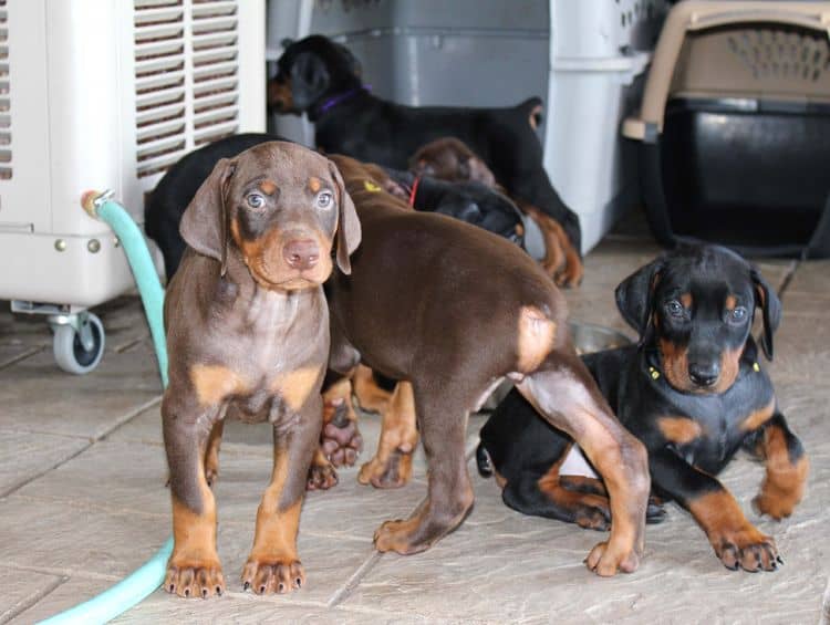 red and rust, black and rust dobermann pinscher puppies